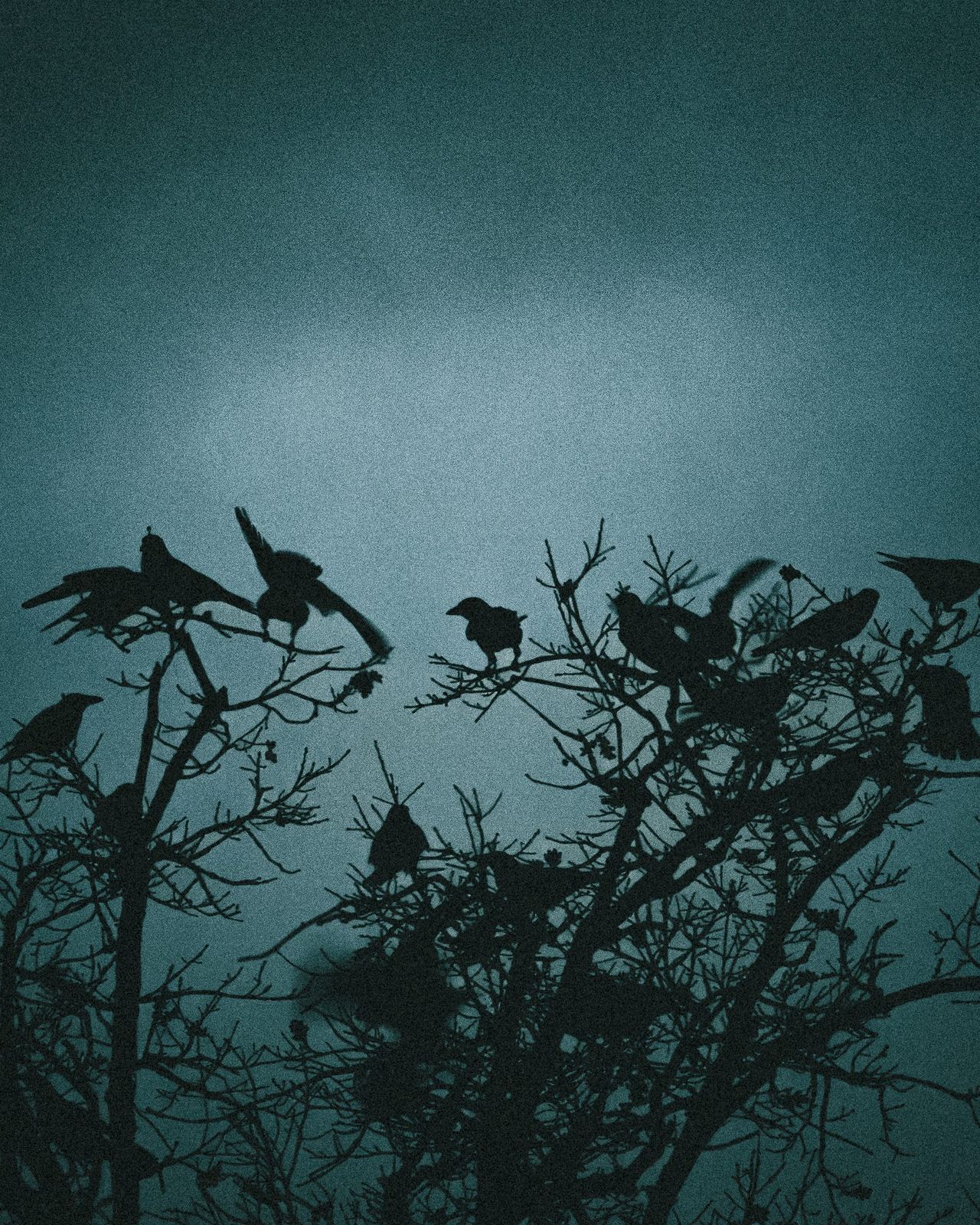 Vögel im letzten Licht – Natur, Lukas Lehmann