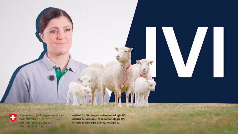 IVI – Imagevideo